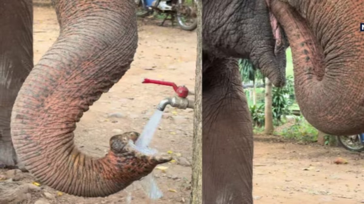 ingenious way of drinking water