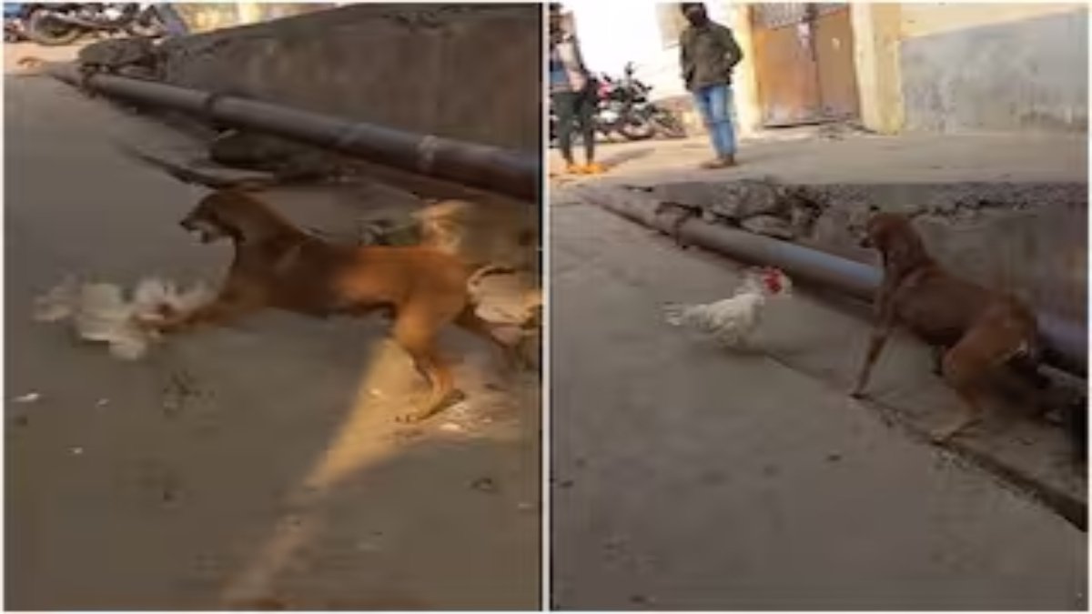 मुर्गे की दहाड़ से छूटे कुत्ते के पसीने