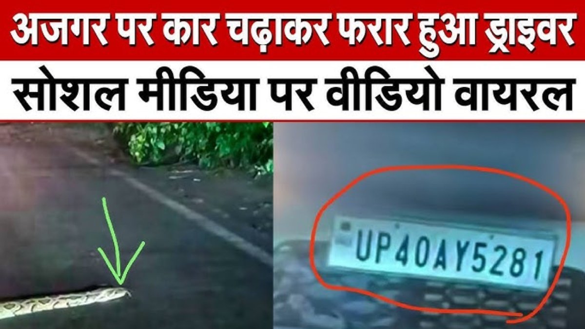 अजगर पर बेपरवाह ड्राइवर ने चढ़ाई कार