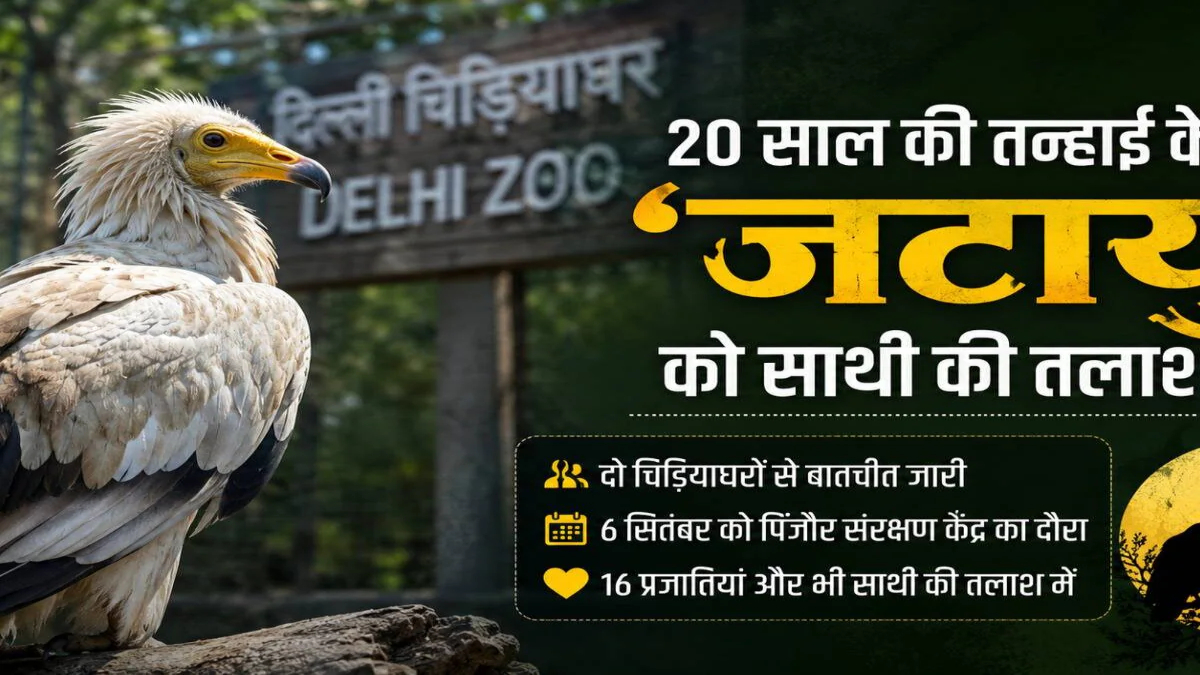 जटायु, उल्लू और भालू के लिए चाहिए जीवनसाथी
